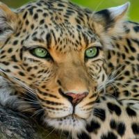 LEOPAR